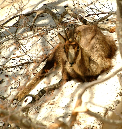 Camoscio d''Abruzzo Rupicapra pyrenaica ornata